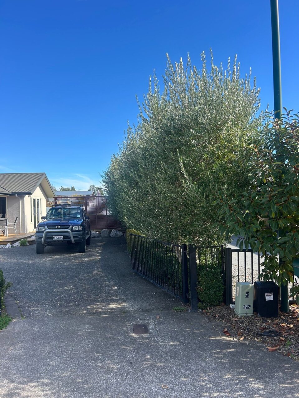 Completed tree pruning work by Tasman Treehugger in Nelson